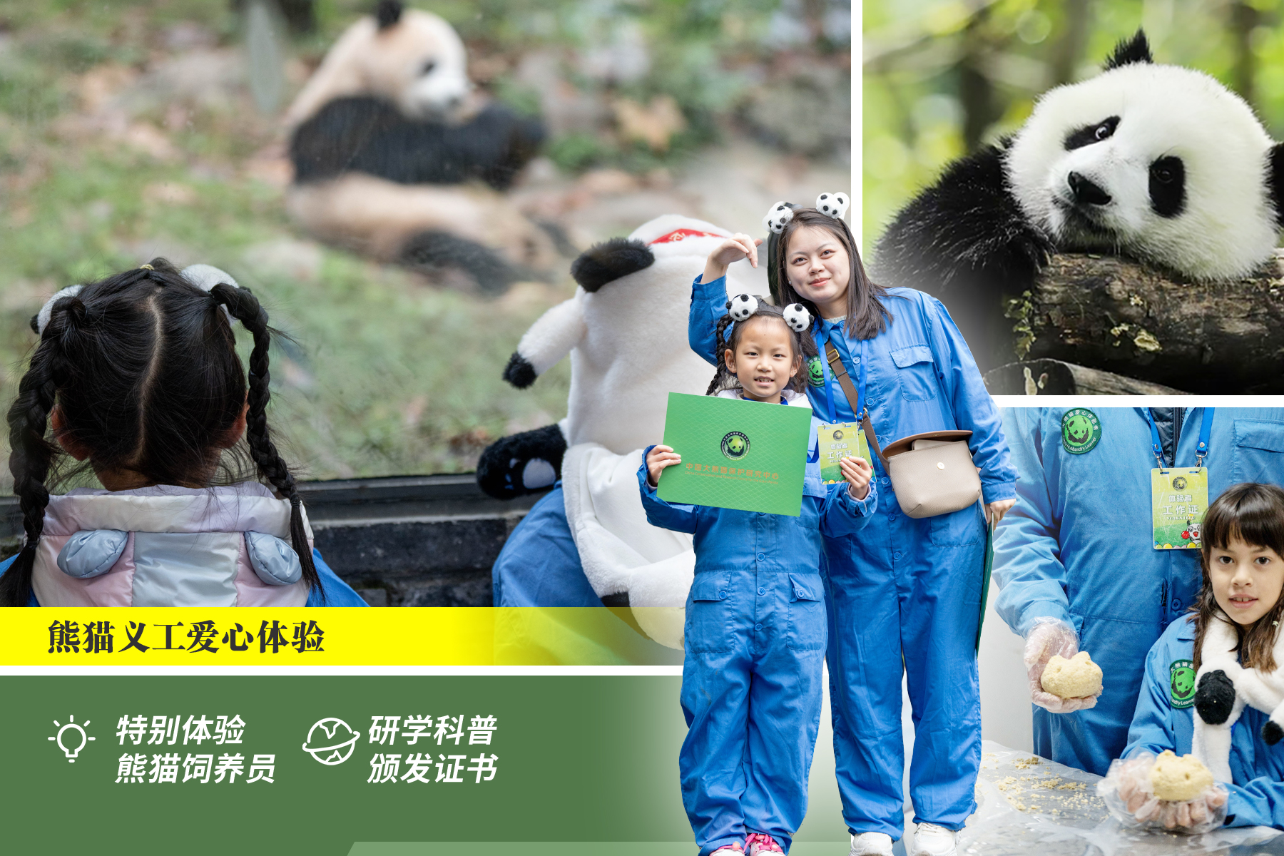 【櫻花季促銷】成都熊貓志工1日愛心體驗都江堰/臥龍熊貓基地親子營+研學體驗+贈紀念禮包頒發證書+國寶探秘+瞭解大熊貓知識