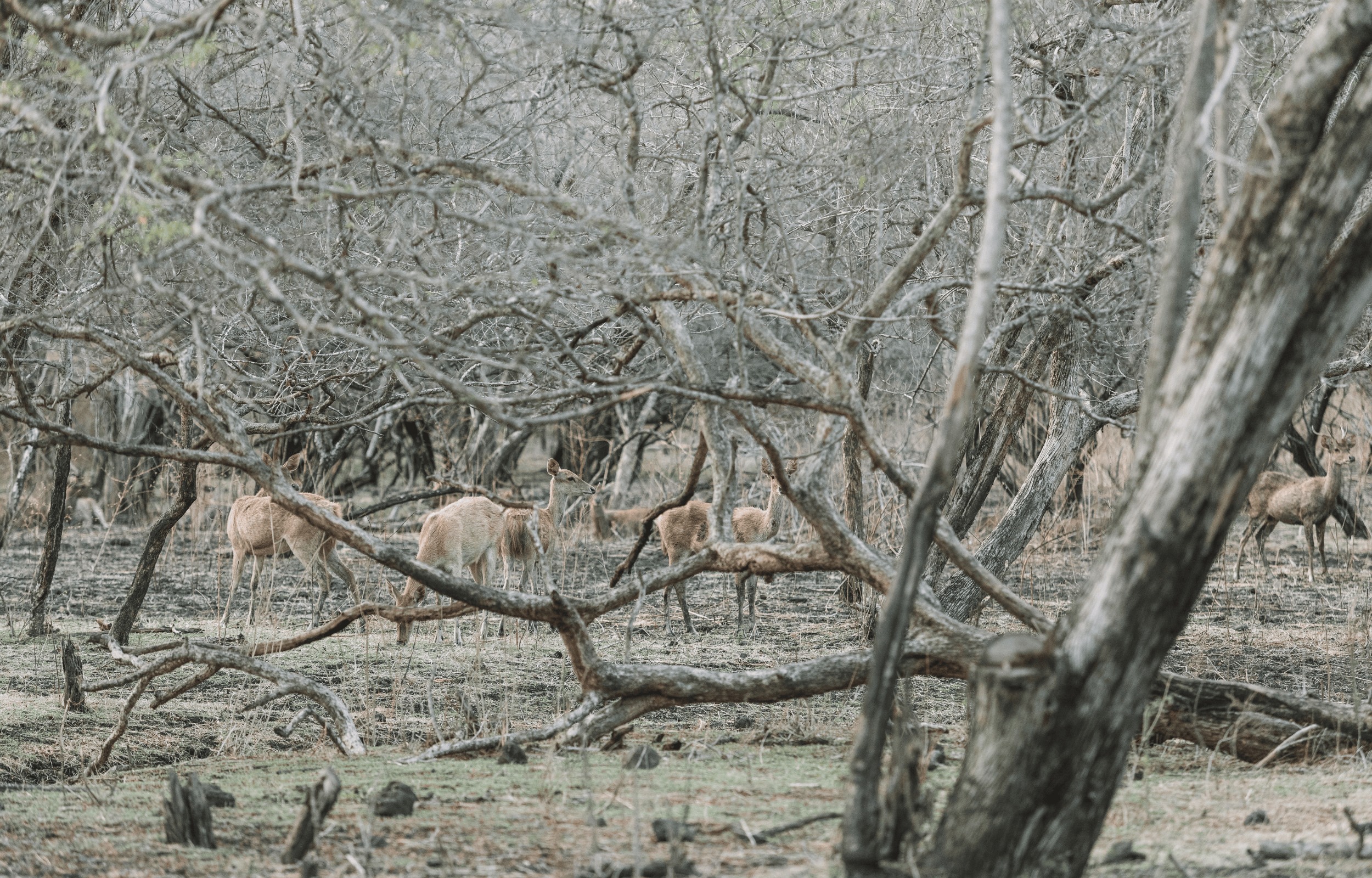 дикие животные