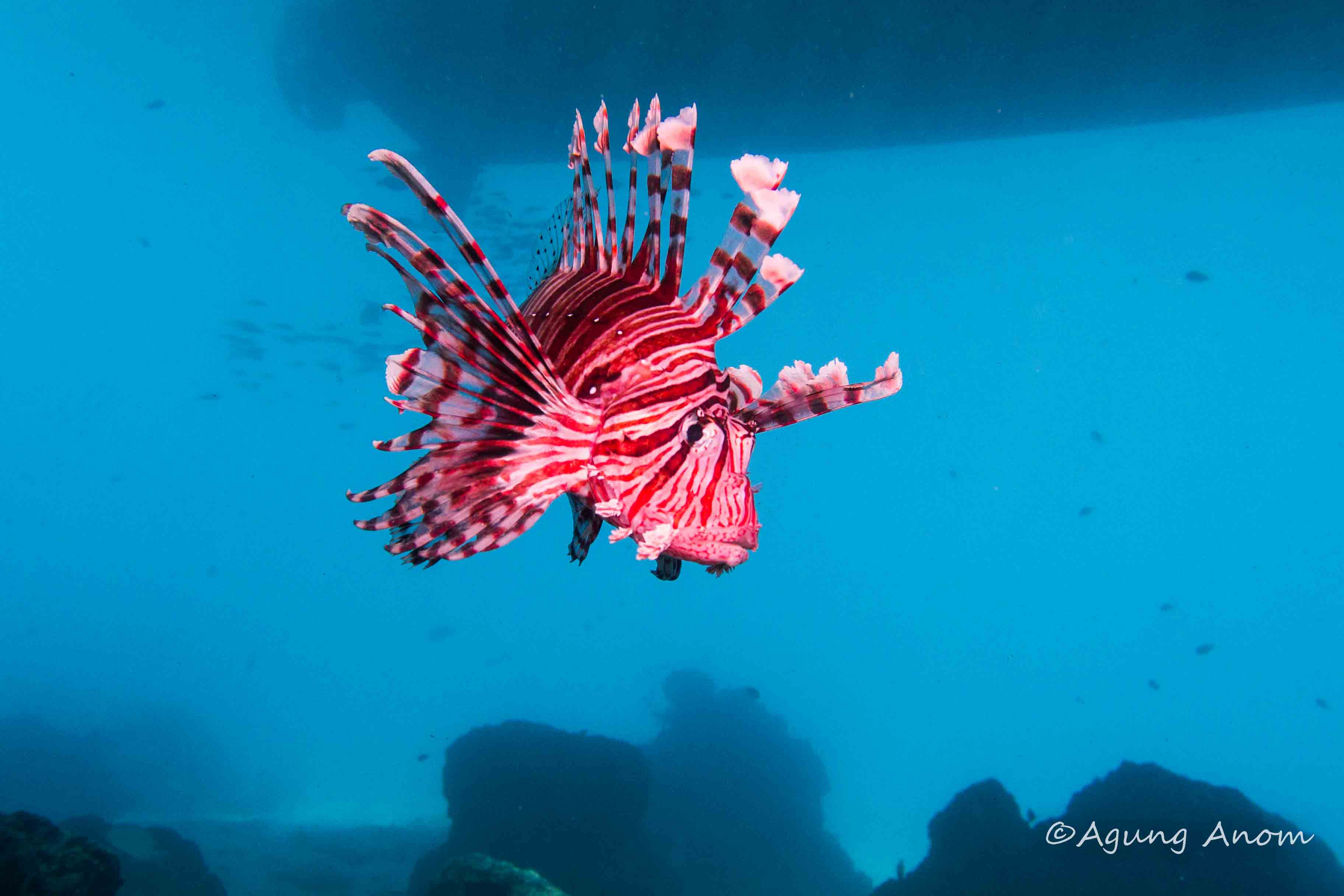 PADIディスカバースキューバダイビング（レンボンガン島 / PADI 5 Star Dive Center提供）