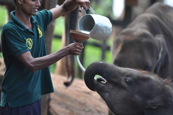 Udawalawa Elephant orphanage milk feeding