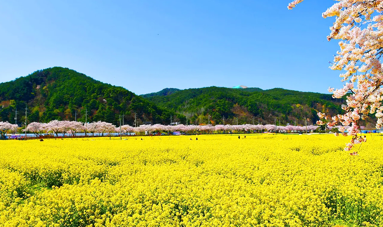 Samcheok Maengbang Canola Flower Day Tour