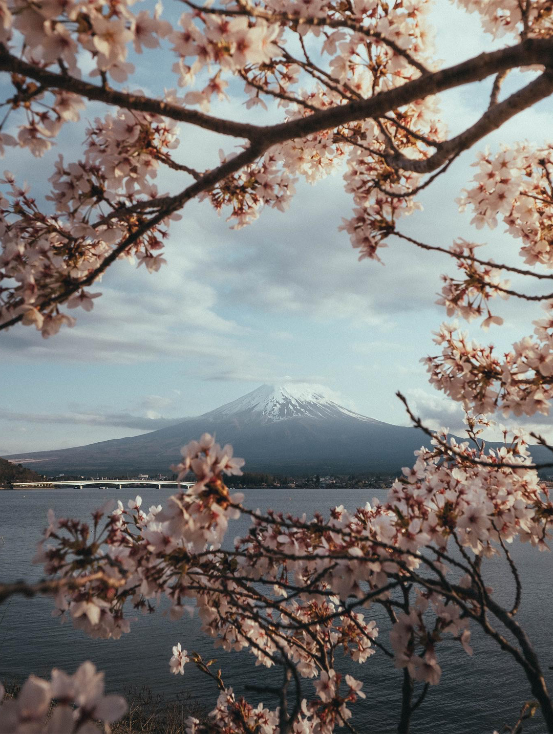 東京富士山 / 河口湖：高級私人一日遊