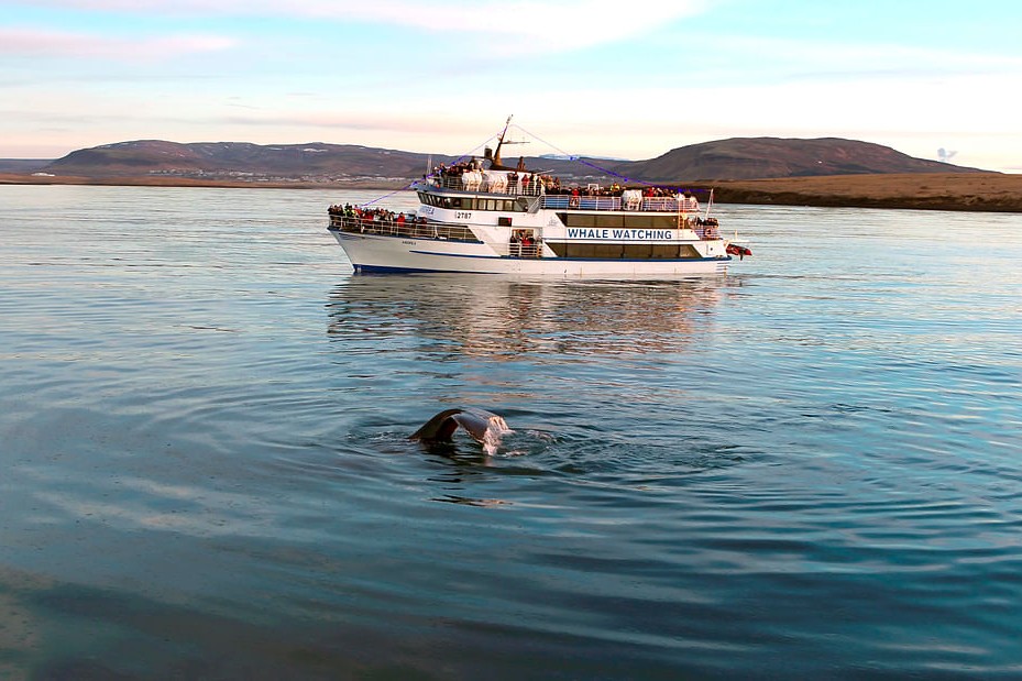 Whale Watching Experience from Reykjavik