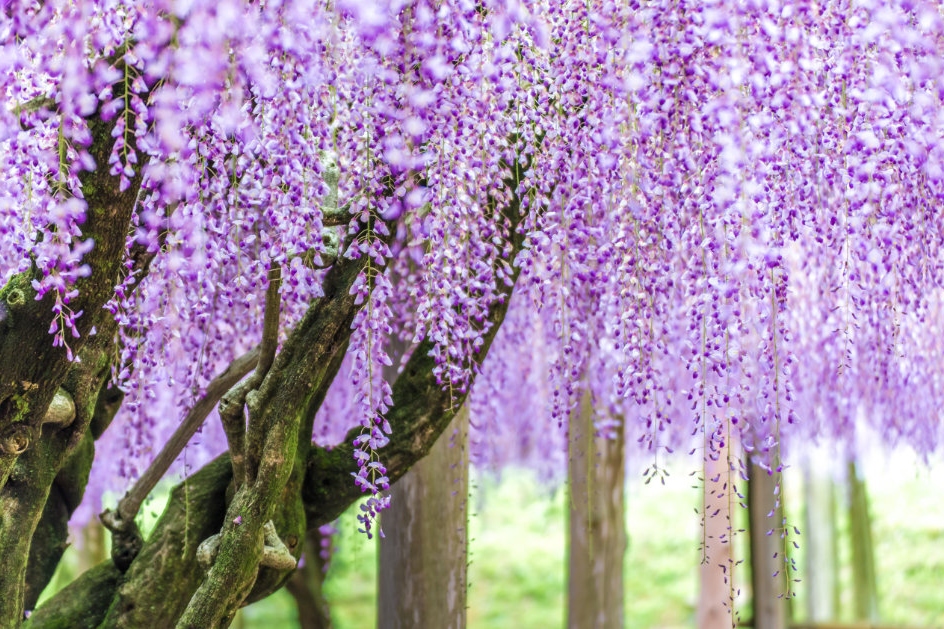 賞花限定｜北九州｜門司港·唐戶市場·小倉城·河內藤園賞紫藤花一日遊｜福岡出發