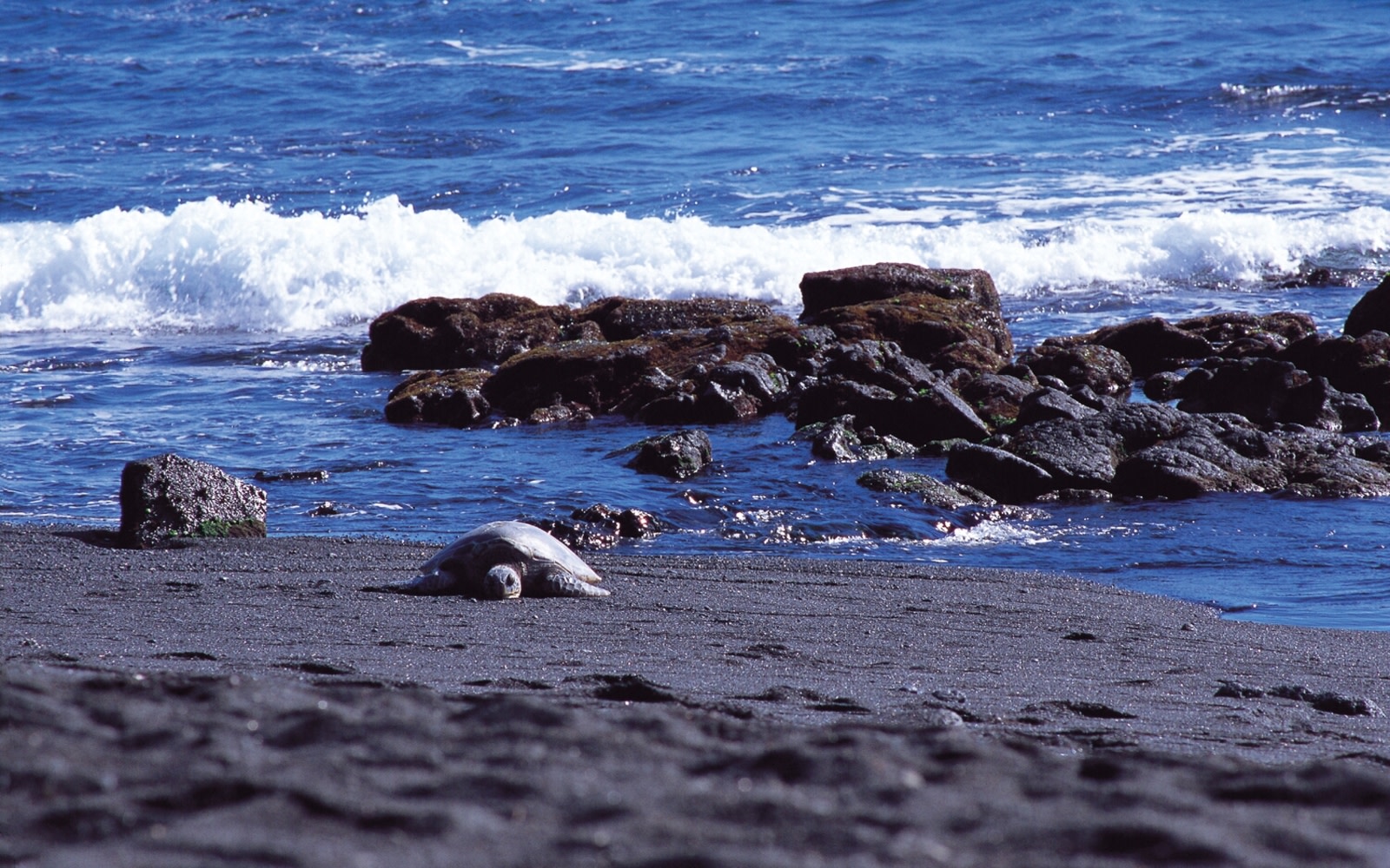 漫步在普納魯烏黑沙海灘 (Punaluʻu Black Sand Beach)，海龜們經常在此閃耀的火山沙灘上棲息。