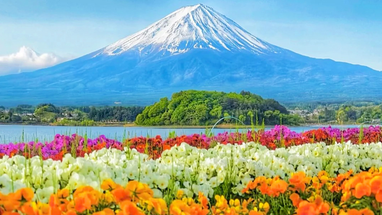 10月之後橙黃孔雀草點綴其間 10月之後橙黃孔雀草點綴其間