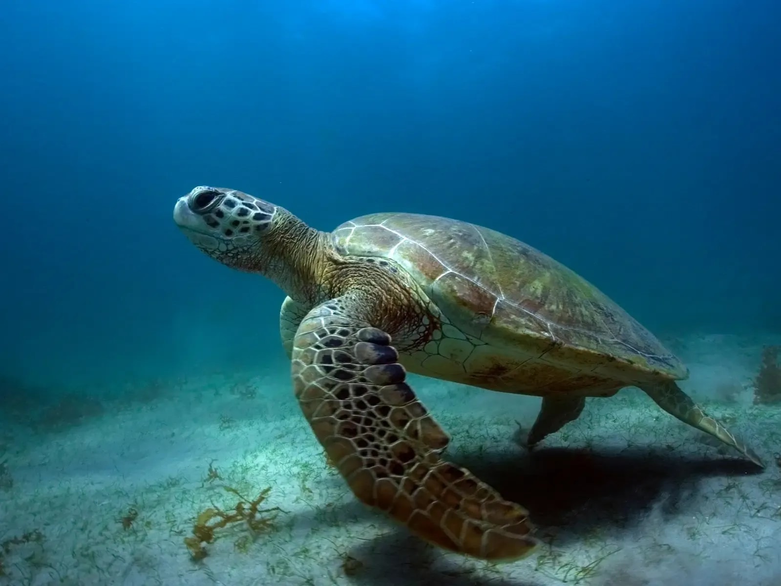3-Hour Boat Trip with Dolphins and Turtles in Fernando de Noronha