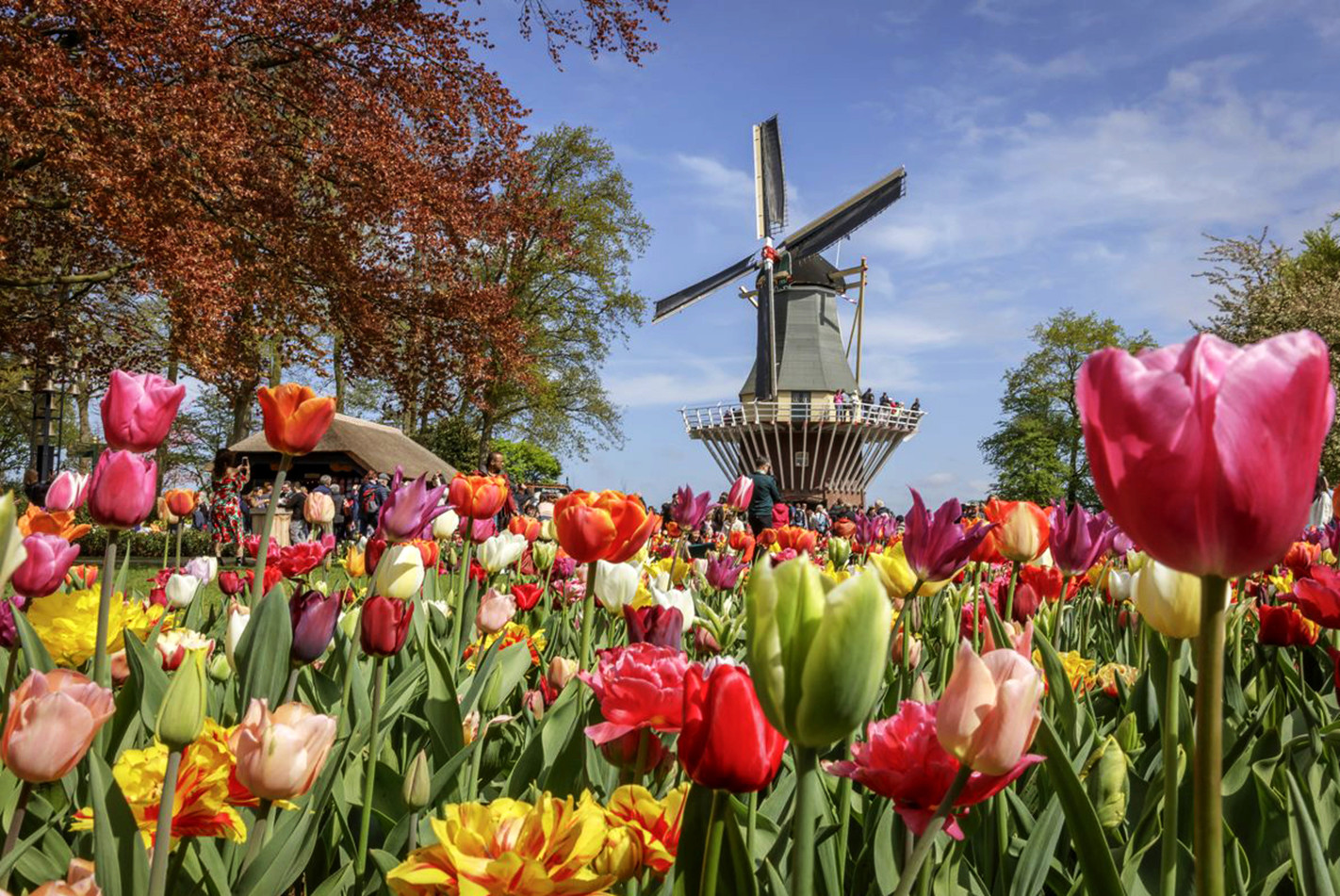 Keukenhof, Zaanse Schans & Volendam tour from Amsterdam