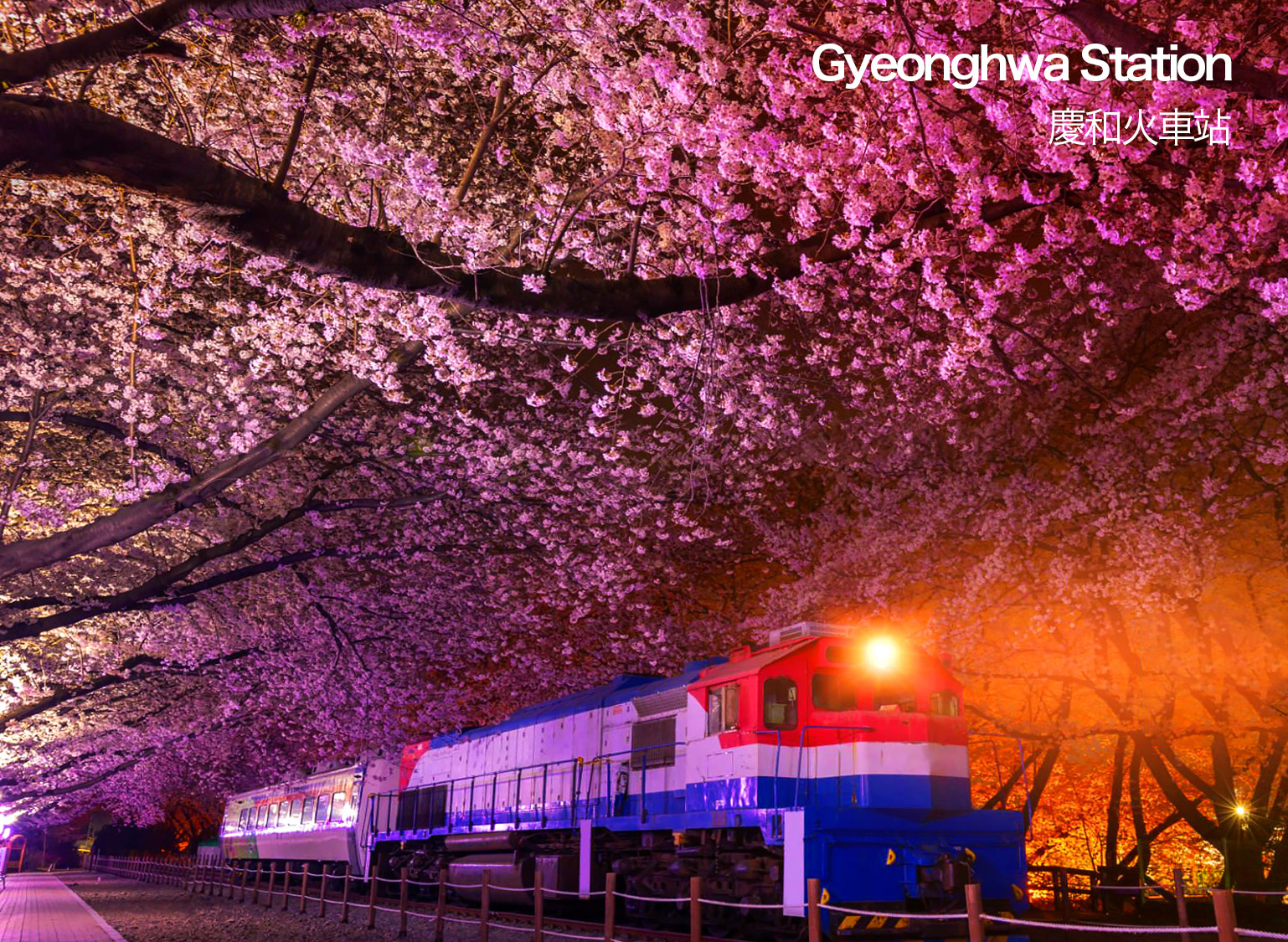 曾好奇櫻花在星空下會是什麼模樣嗎?鎮海粉色櫻花節不只白天美不勝收,夜晚的櫻花更是迷人萬分!🌸✨ 曾好奇櫻花在星空下會是什麼模樣嗎?鎮海粉色櫻花節不只白天美不勝收,夜晚的櫻花更是迷人萬分!🌸✨