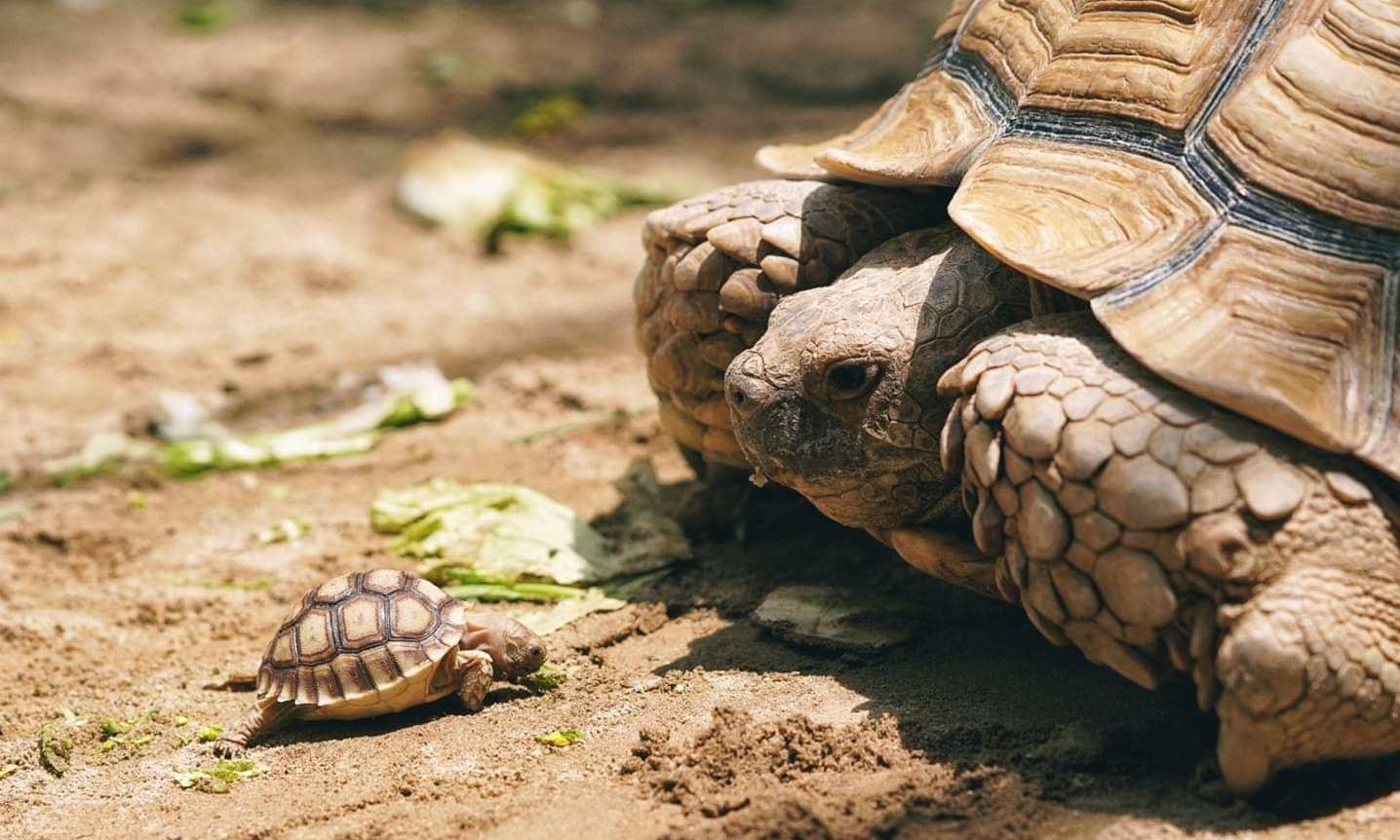 大叻 ZooDoo 動物園門票