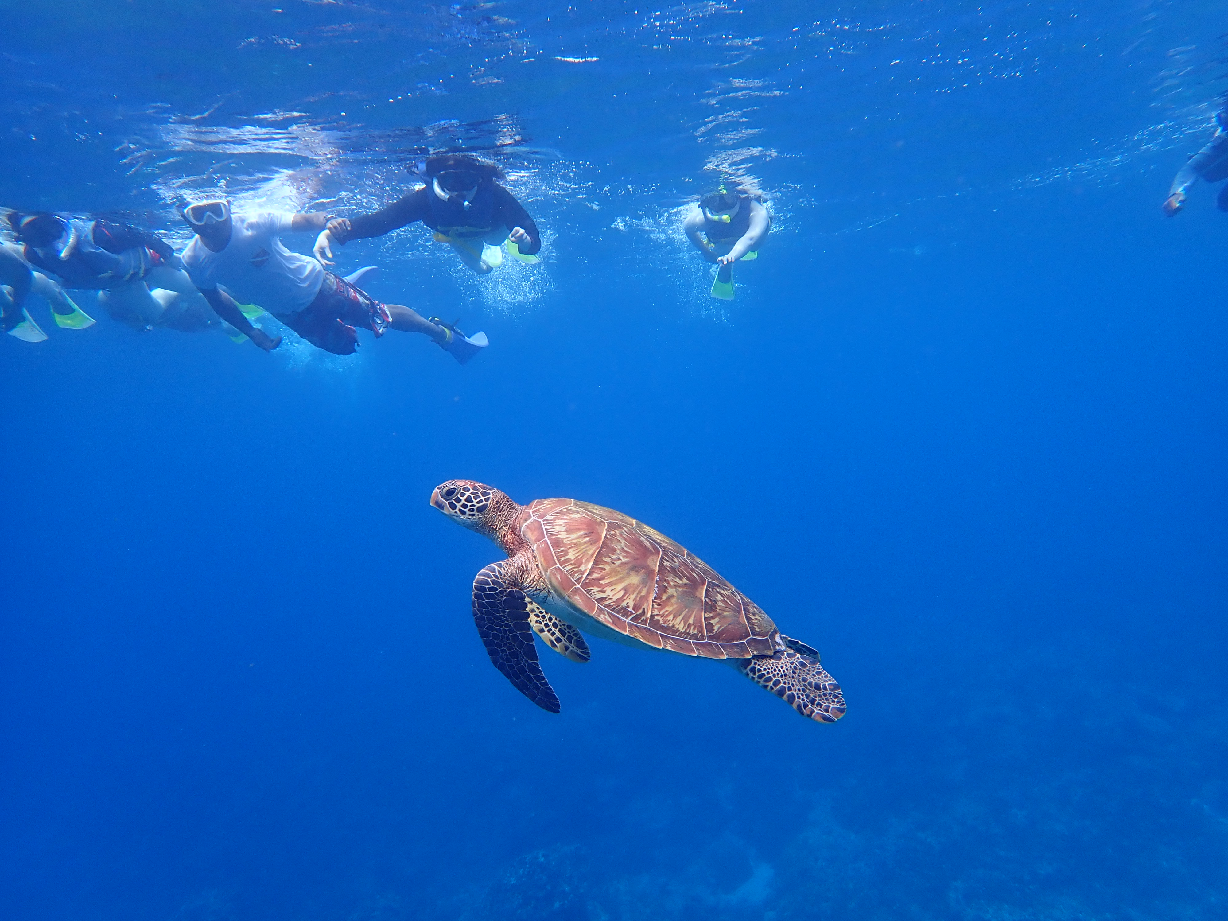 Kayak Turtle Snorkeling in Tumon with PADI 5 Star Dive Resort