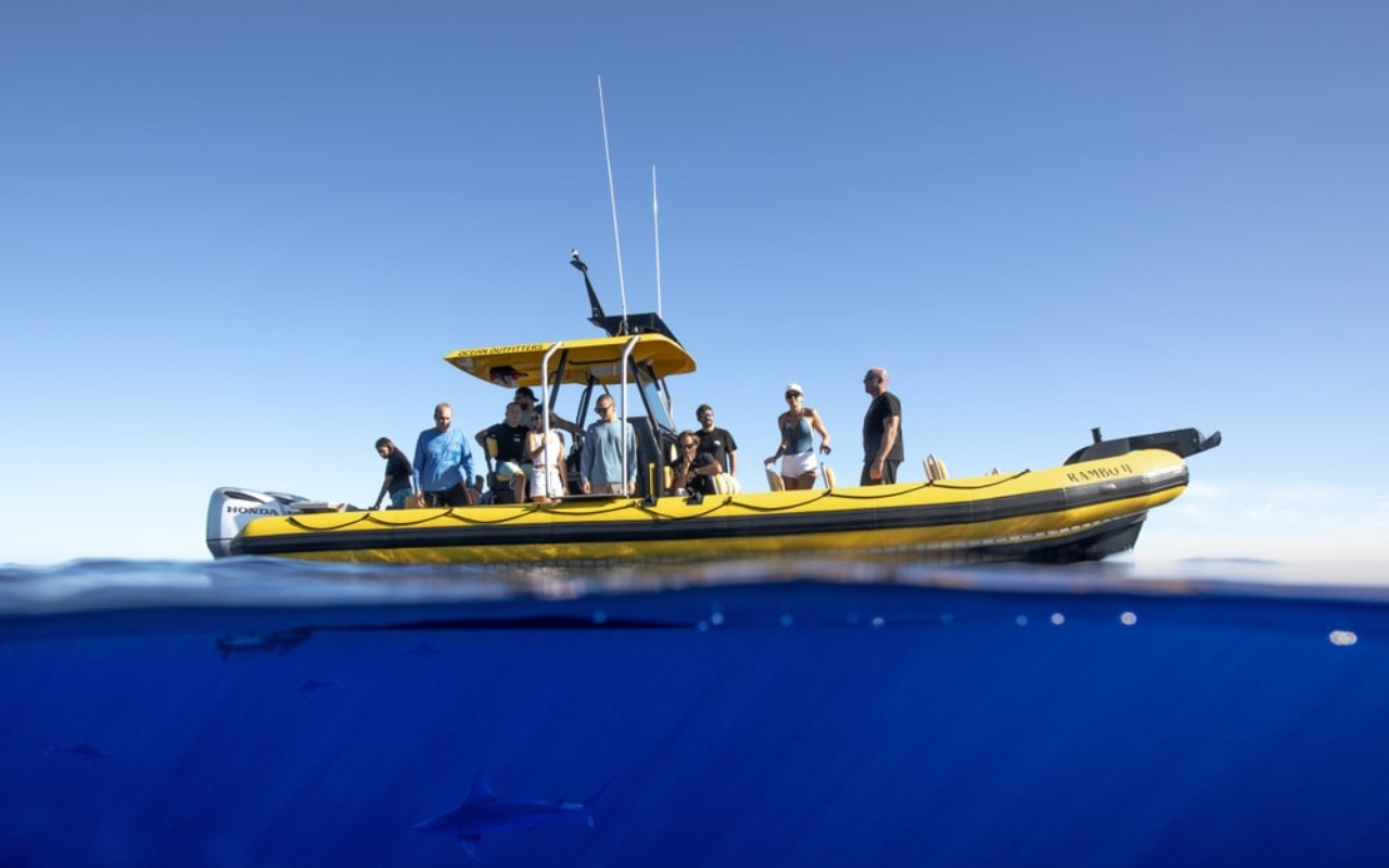 Encounter majestic sharks up close while exploring Hawaii’s crystal-clear deep blue ocean