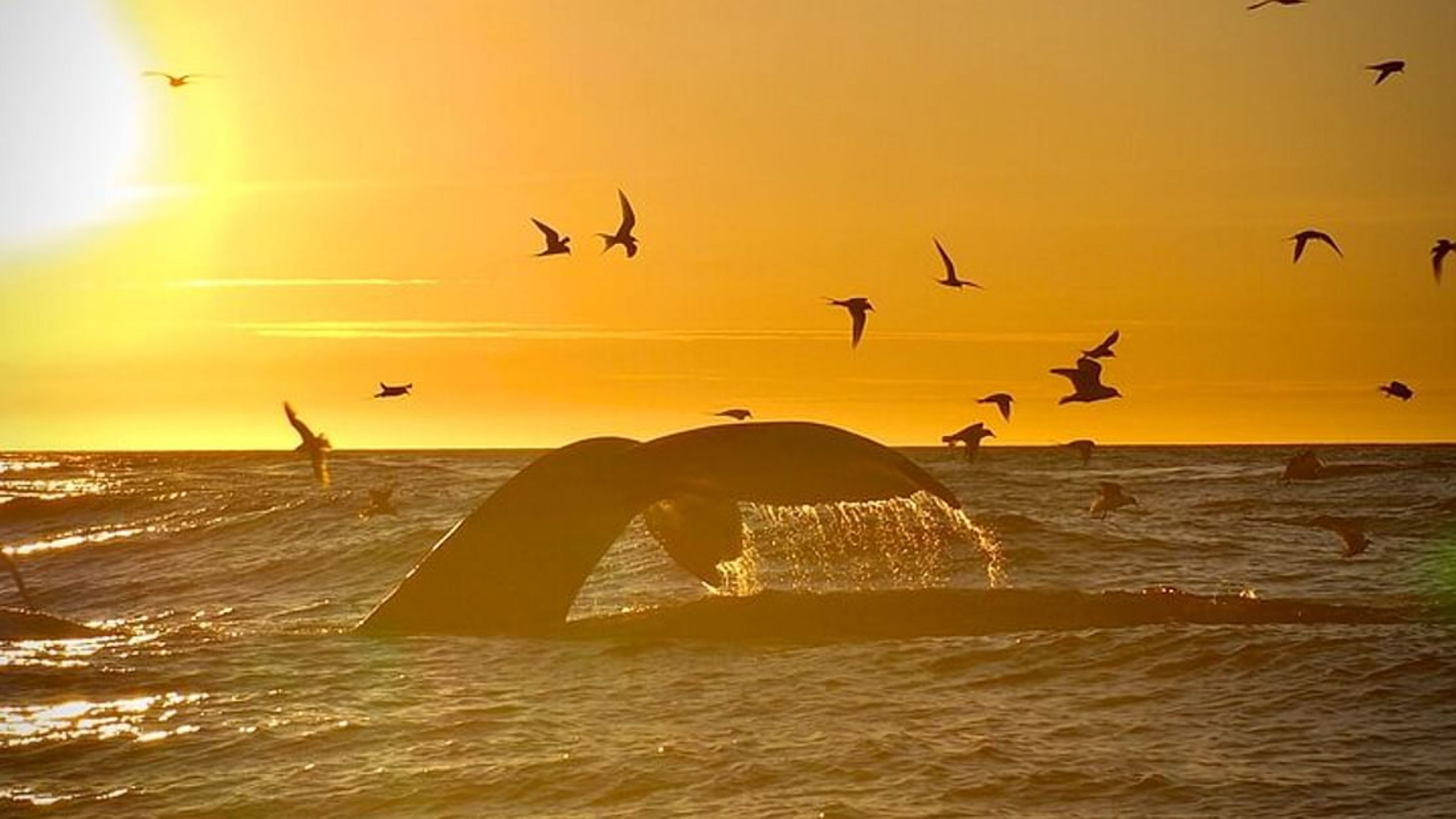 Big whales and puffins boat tour in Husavik