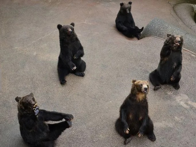 可以近距離看到北海道棕熊。 可以近距離看到北海道棕熊。