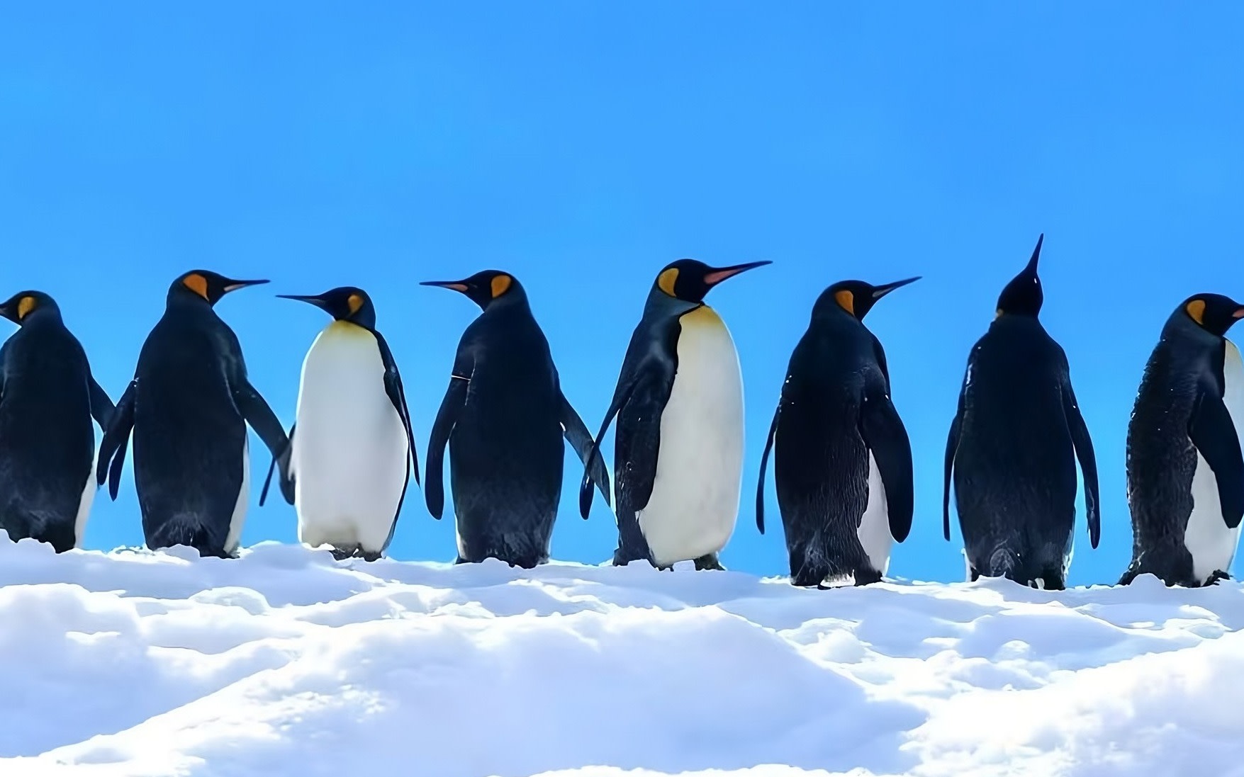 Hokkaido Winter Selection Asahiyama Zoo & Forest Fairy Terrace/Blue Pond & Shirahige Falls 1-Day Tour | Departure from Sapporo [Original Souvenir Included]