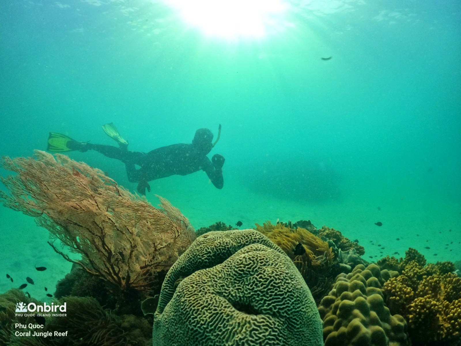 Challenge yourselves to dive down is more fantastic if you're an experienced snorkelers & free divers