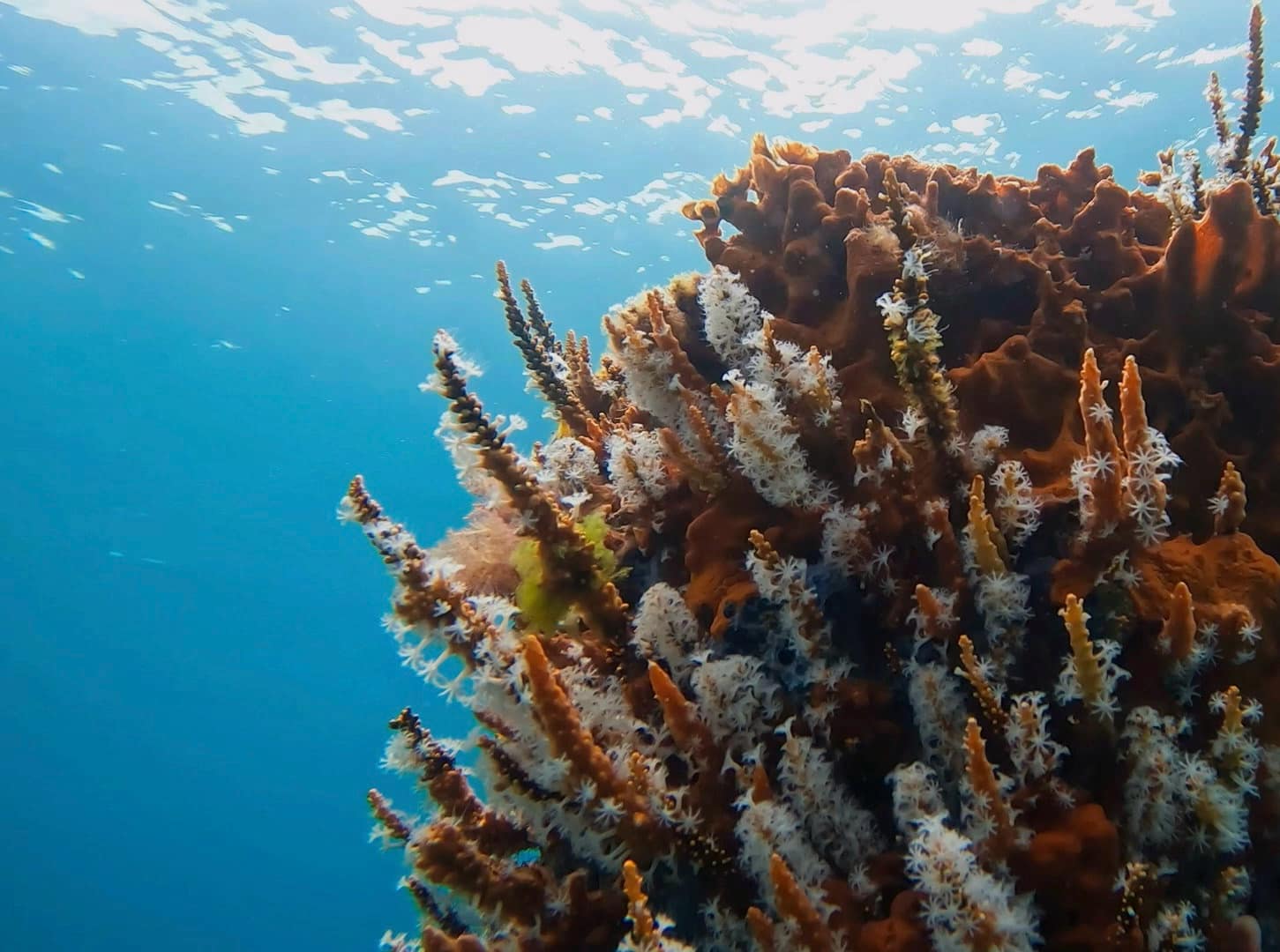 巴瑟尔顿码头雕塑浮潜步道之旅