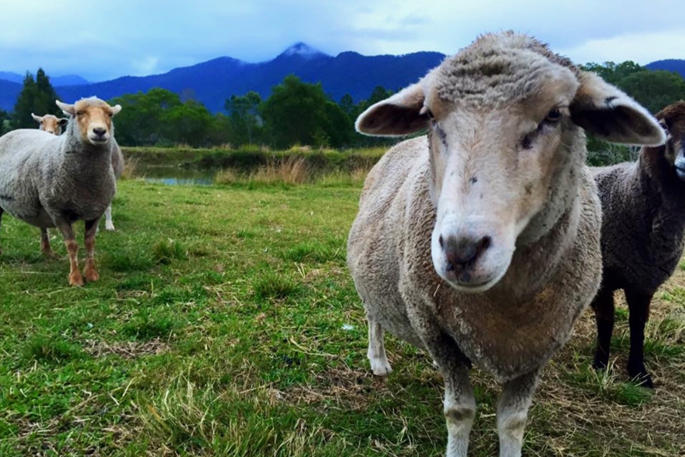 布里斯班農場動物之旅