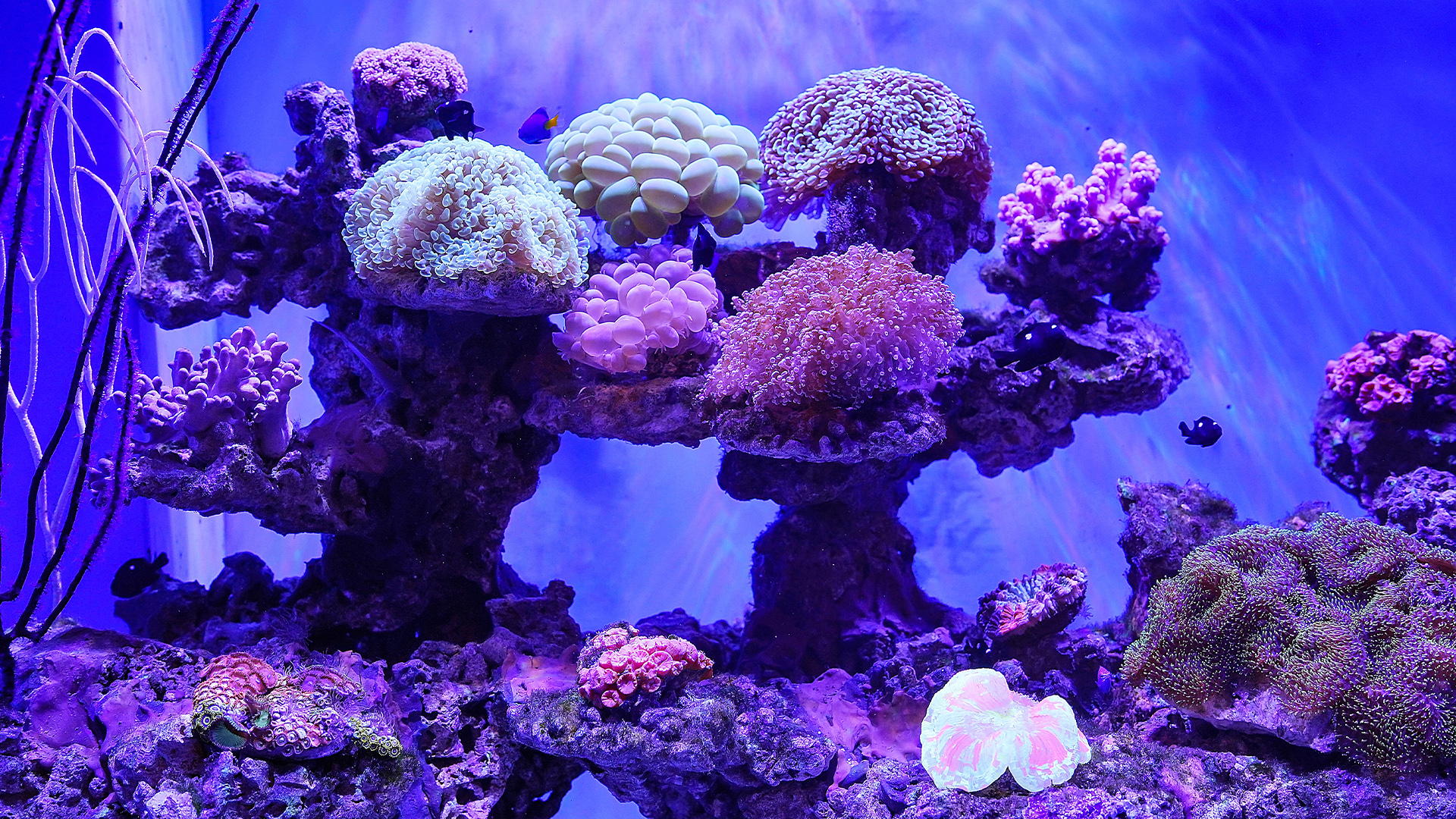 深圳觀瀾海洋世界門票