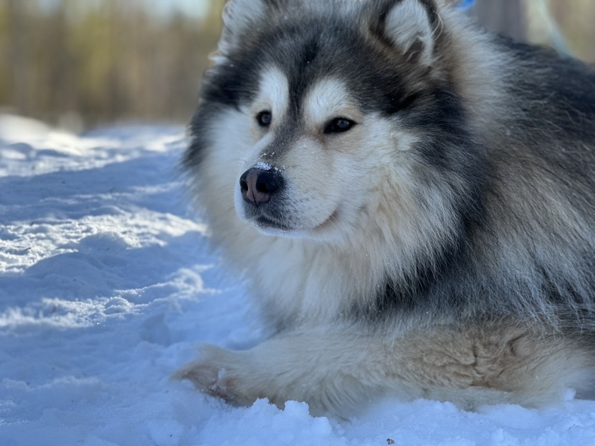 在農場與可愛的哈士奇相見歡,近距離感受牠們活潑好動的滿滿活力。 在農場與可愛的哈士奇相見歡,近距離感受牠們活潑好動的滿滿活力。