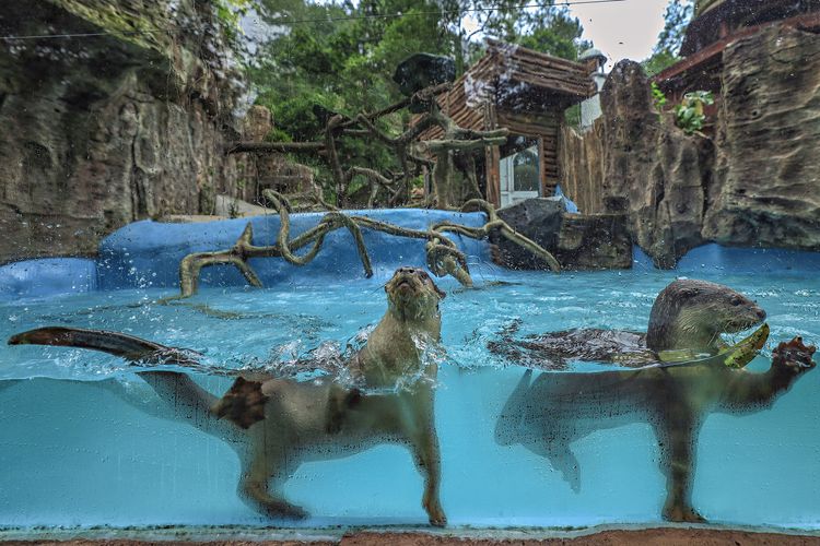 茂物野生動物園和赫哈咖啡館瀑布一日遊（雅加達出發）