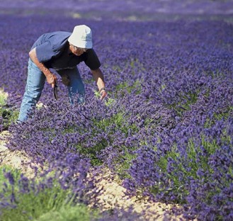 索村（Sault）薰衣草花海半日遊（上午）