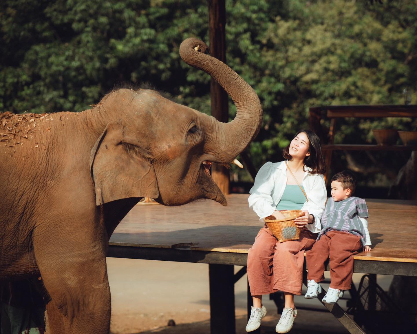 Chiang Mai Elefin Farm & Cafe Elephant Care