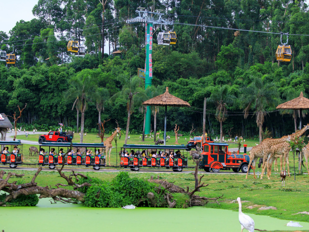 廣州長隆野生動物世界｜小火車，北門入園就是小火車站，是園區招牌項目，免費包含在門票內，可多次乘坐。半開放式觀光車廂，穿越6 大主題放養區域，全程有講解員語音介紹；動物散養在草原、叢林裡，長頸鹿、斑馬會走到車道旁邊，氛圍感很強。全程大約30–40 分鐘，單向行駛，中途不能下車。