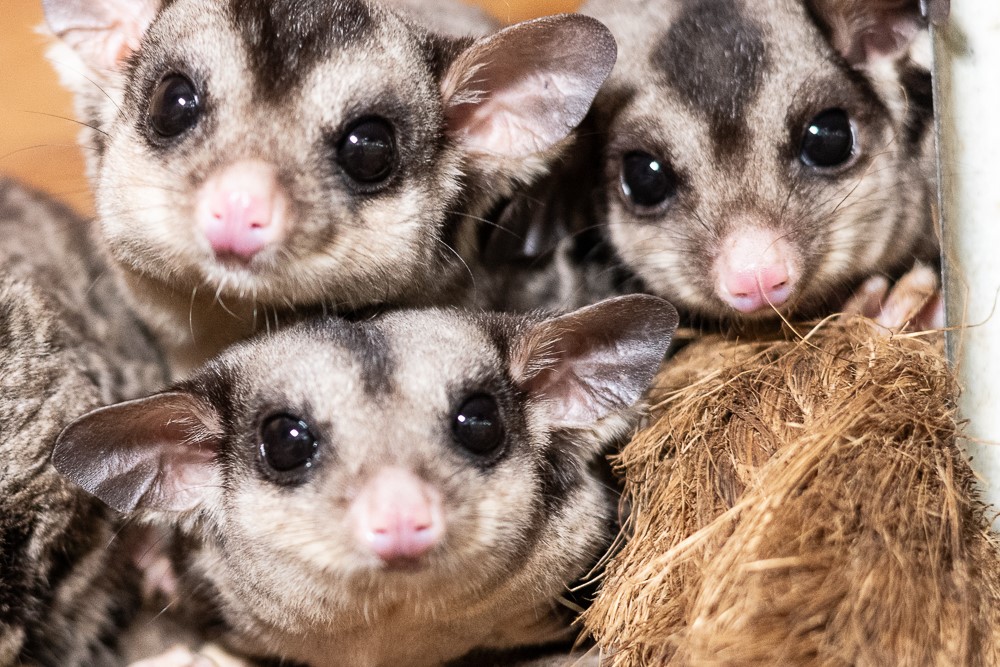 Squirrel Glider Encounter at Ranger Red's Zoo