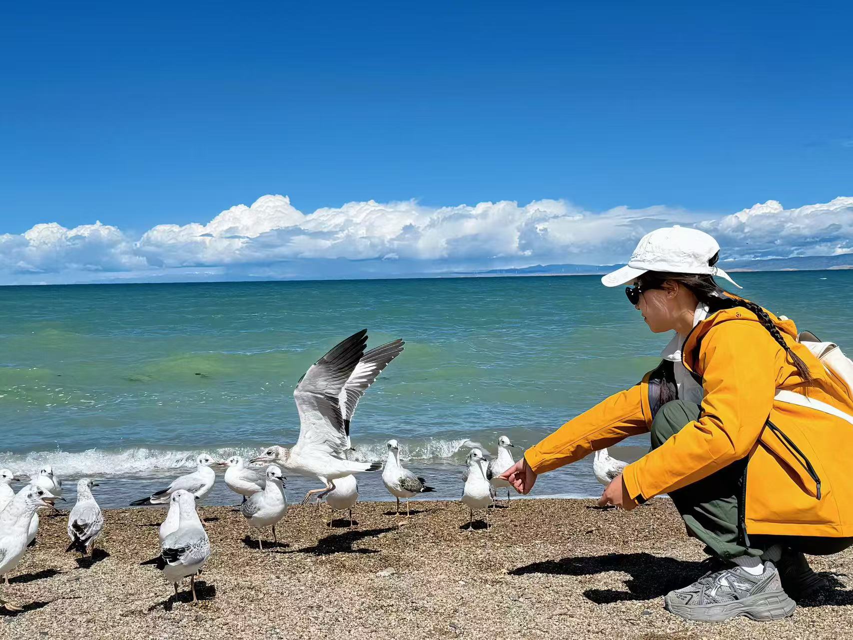 青海湖礫石灘聚集成群海鷗,黃衣白帽女生蹲身伸手投餵,海鷗展翅貼近掌心。湖水泛著細碎波紋,天邊雲朵蓬鬆,人與自然溫柔互動,定格治癒有趣的旅行畫面 青海湖礫石灘聚集成群海鷗,黃衣白帽女生蹲身伸手投餵,海鷗展翅貼近掌心。湖水泛著細碎波紋,天邊雲朵蓬鬆,人與自然溫柔互動,定格治癒有趣的旅行畫面