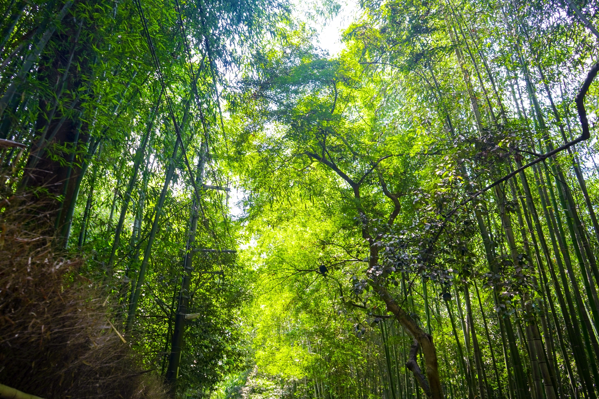 伏見稻荷大社＆嵐山 ＆奈良公園一日遊（大阪／京都出發）