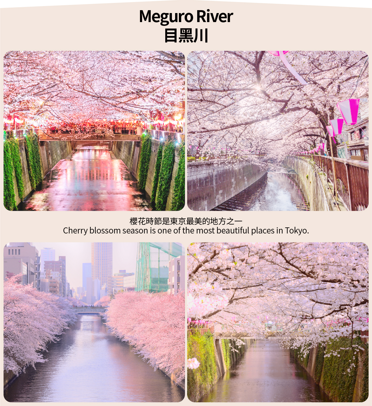 【櫻花季限定東京賞櫻】新宿御苑&千鳥淵&上野恩賜公園&隅田公園&目黑川賞櫻花一日遊（東京出發）