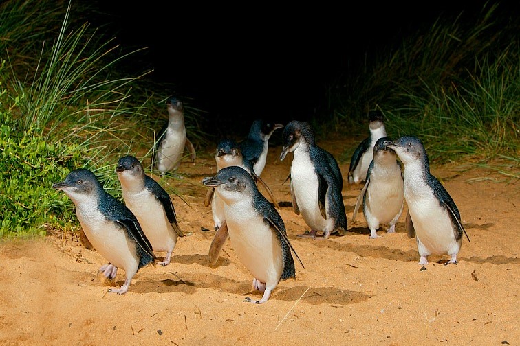 フィリップ島 ワイン・ワイルドライフ・ペンギン 日帰りツアー（メルボルン発）