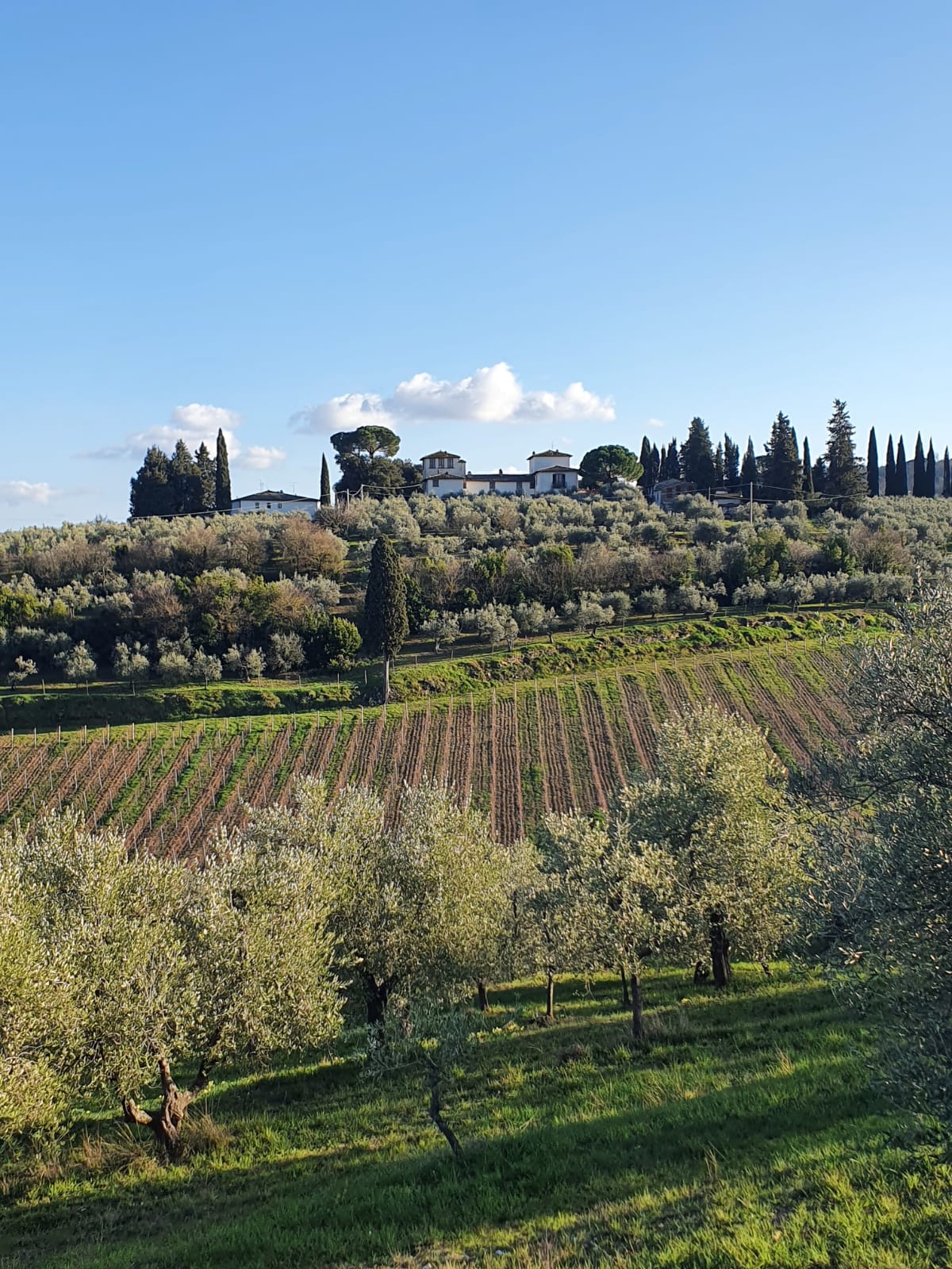 Tuscan Bites & Sips: Discover Tuscany Through Wine