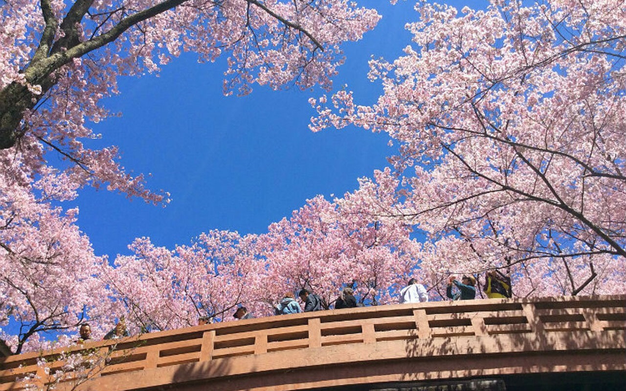 Takato Joshi Park Full-Day Cherry Blossom & Strawberry Picking