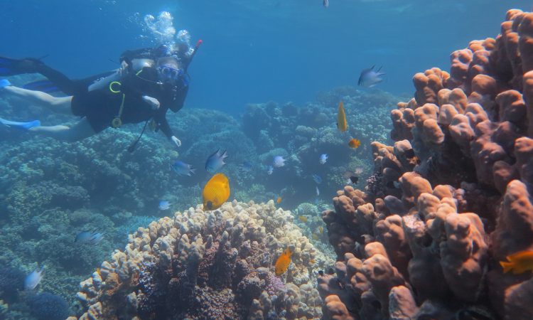 Discover Scuba in Hurghada: PADI Dive Experience with 5 Sta