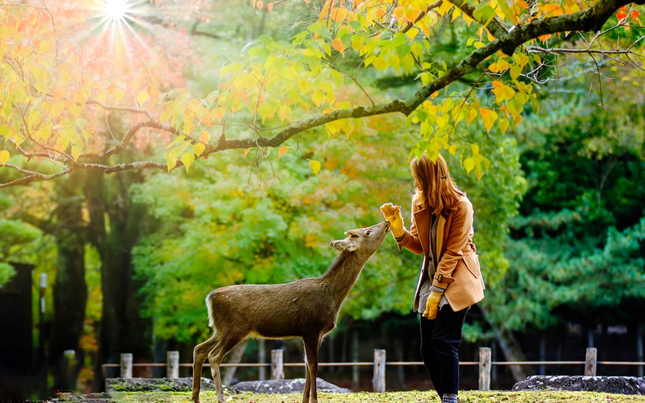 Kyoto Nara 9-person small group tour - Kiyomizu-dera Temple & Fushimi Inari Taisha Shrine & Nara Park Day Tour (Osaka or Kyoto pickup/drop-off optional)