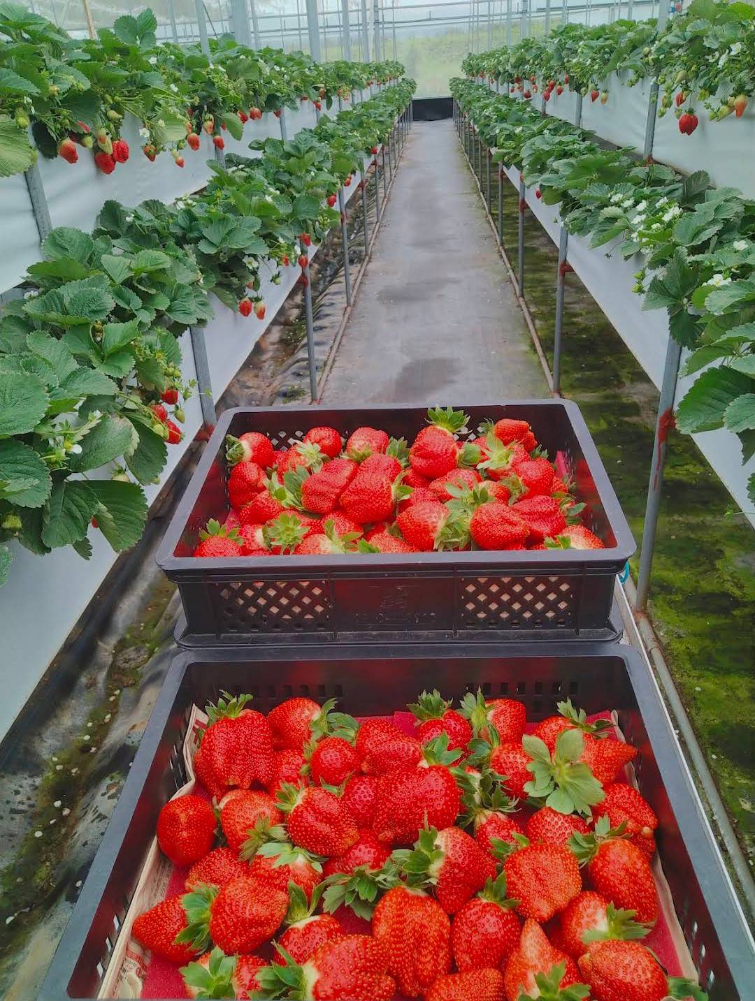 Strawberries Picking Experience in Miaoli by Ji Xuan Farm 