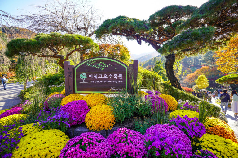 位於加平的晨靜樹木園(Garden of Morning Calm)是韓國最具代表性的植物園之一,擁有超過5,000種植物,分佈在風景優美的道路兩旁。 位於加平的晨靜樹木園(Garden of Morning Calm)是韓國最具代表性的植物園之一,擁有超過5,000種植物,分佈在風景優美的道路兩旁。