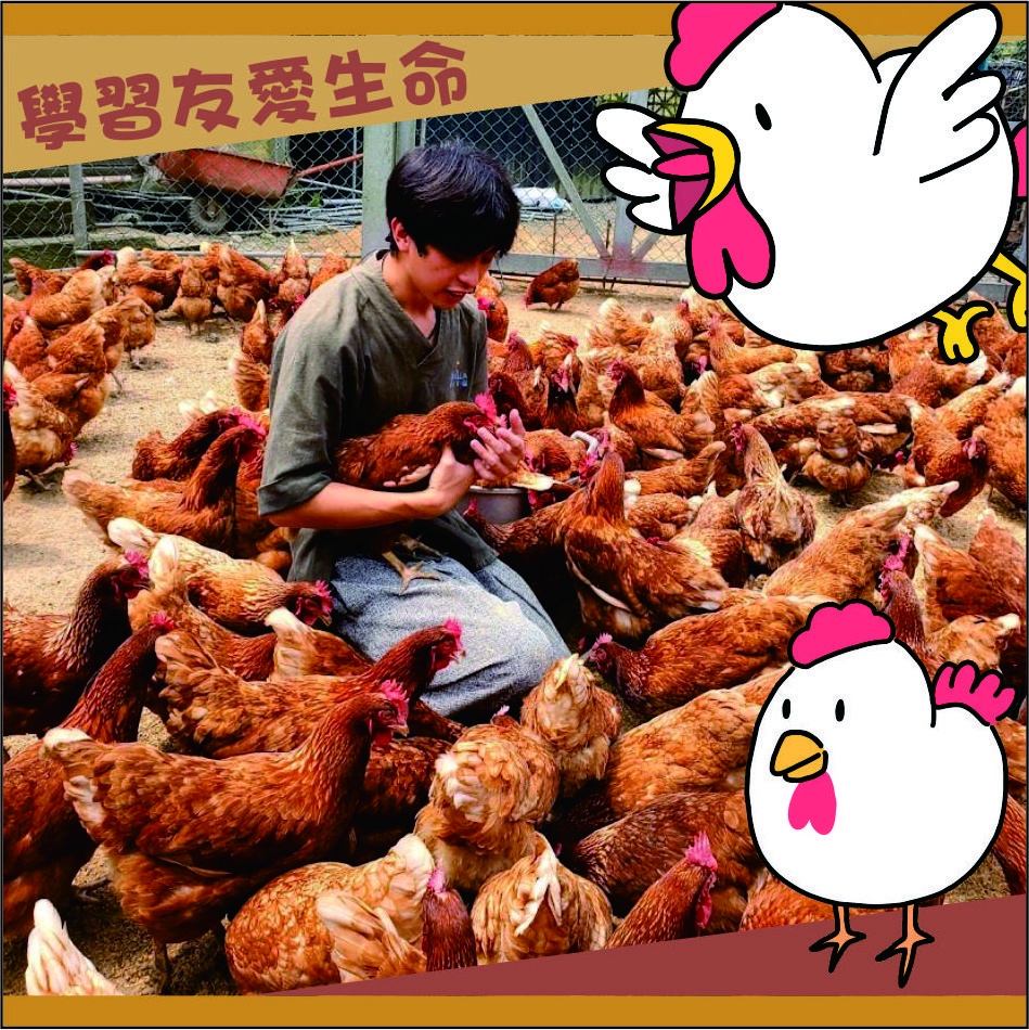 珍愛生命認識放牧雞