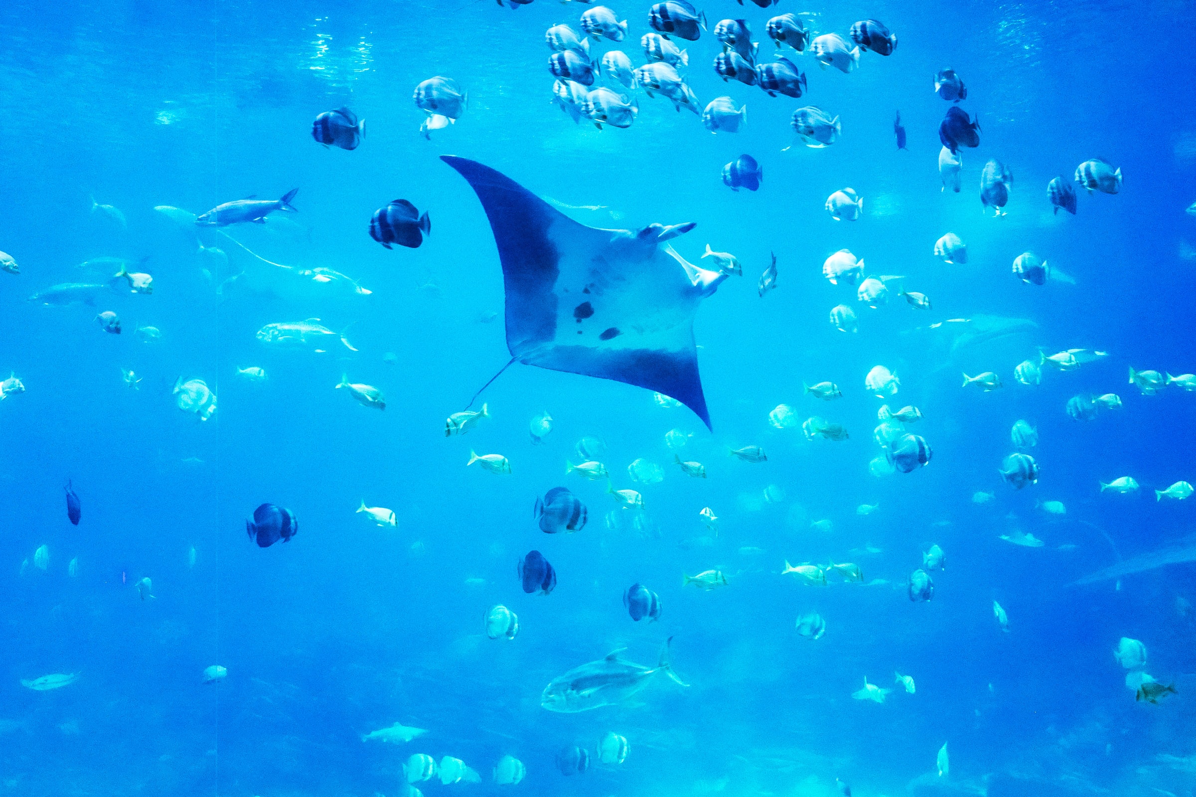 佩尼達島 (Nusa Penida) 與倫邦安島 (Nusa Lembongan) 與蝠鱝浮潛一日遊