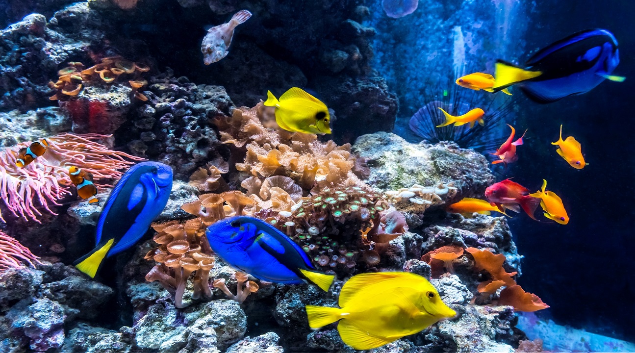 柏林 SEA LIFE 水族館門票