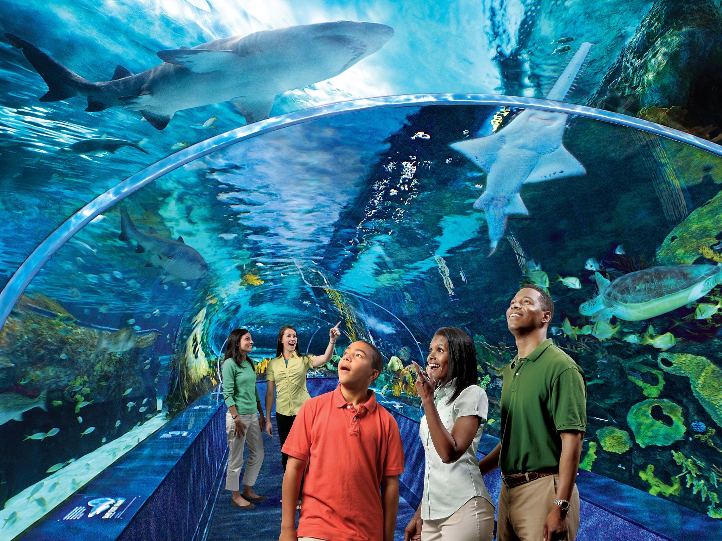 Ripley's Aquarium of the Smokies Admission Ticket in Gatlinburg