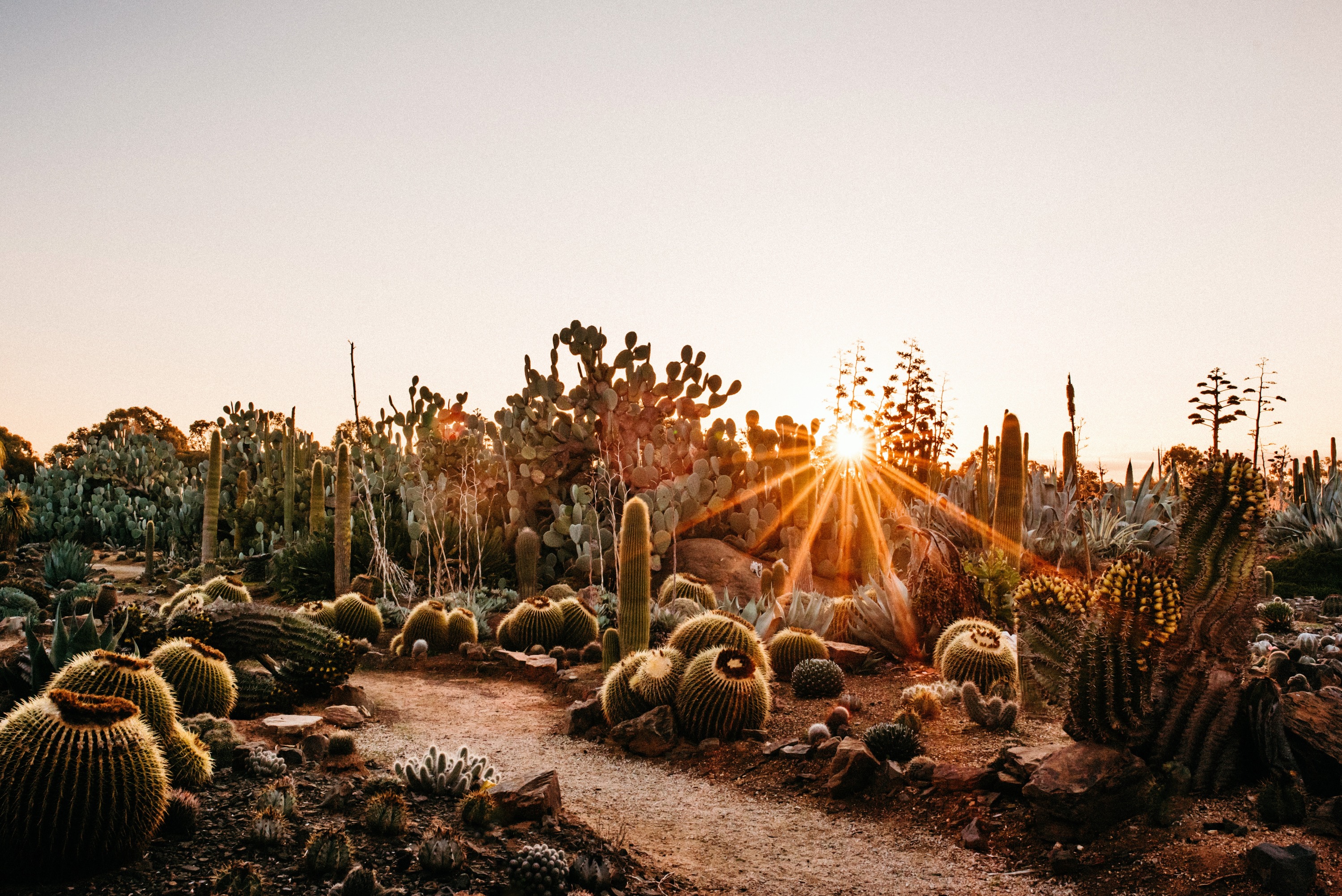 墨爾本 Cactus Country 仙人掌花園門票