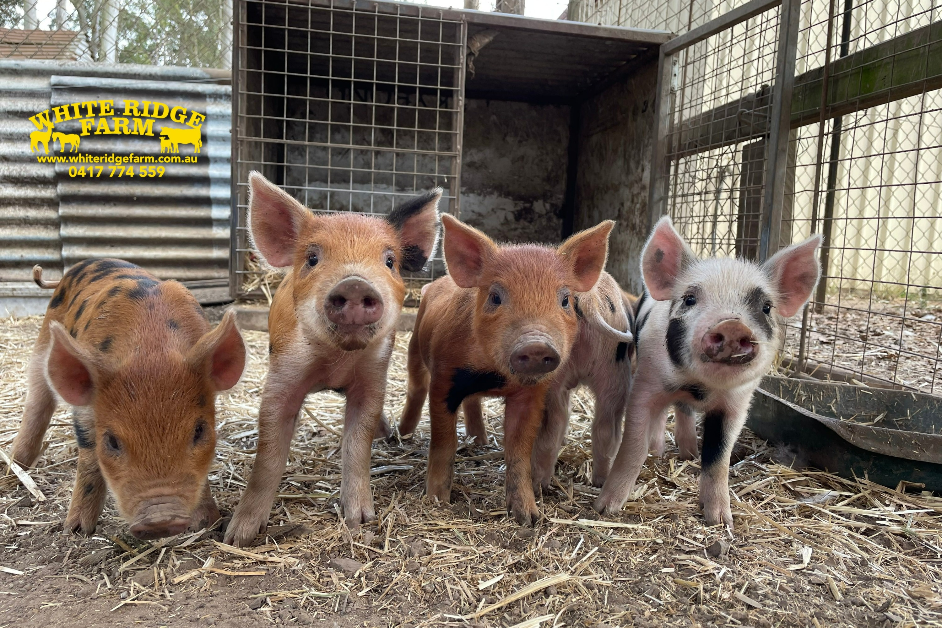 布里斯班動物農場體驗