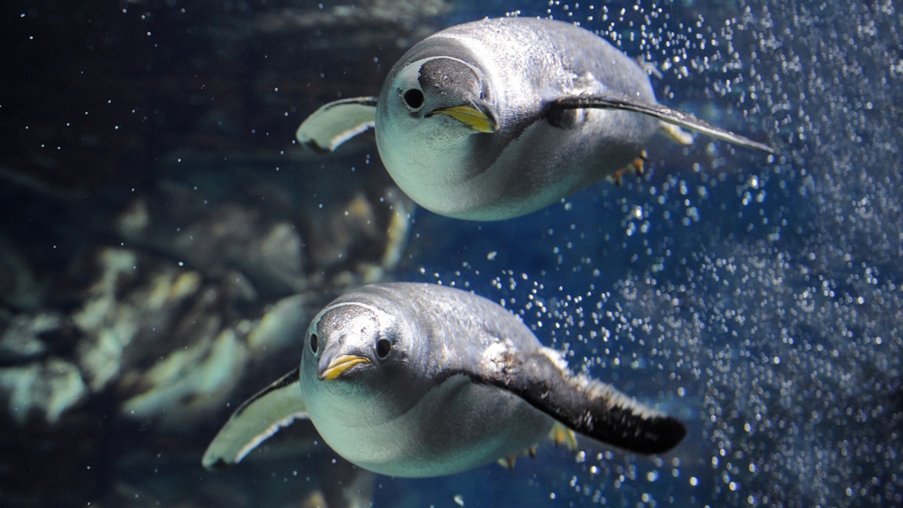 熱那亞水族館門票