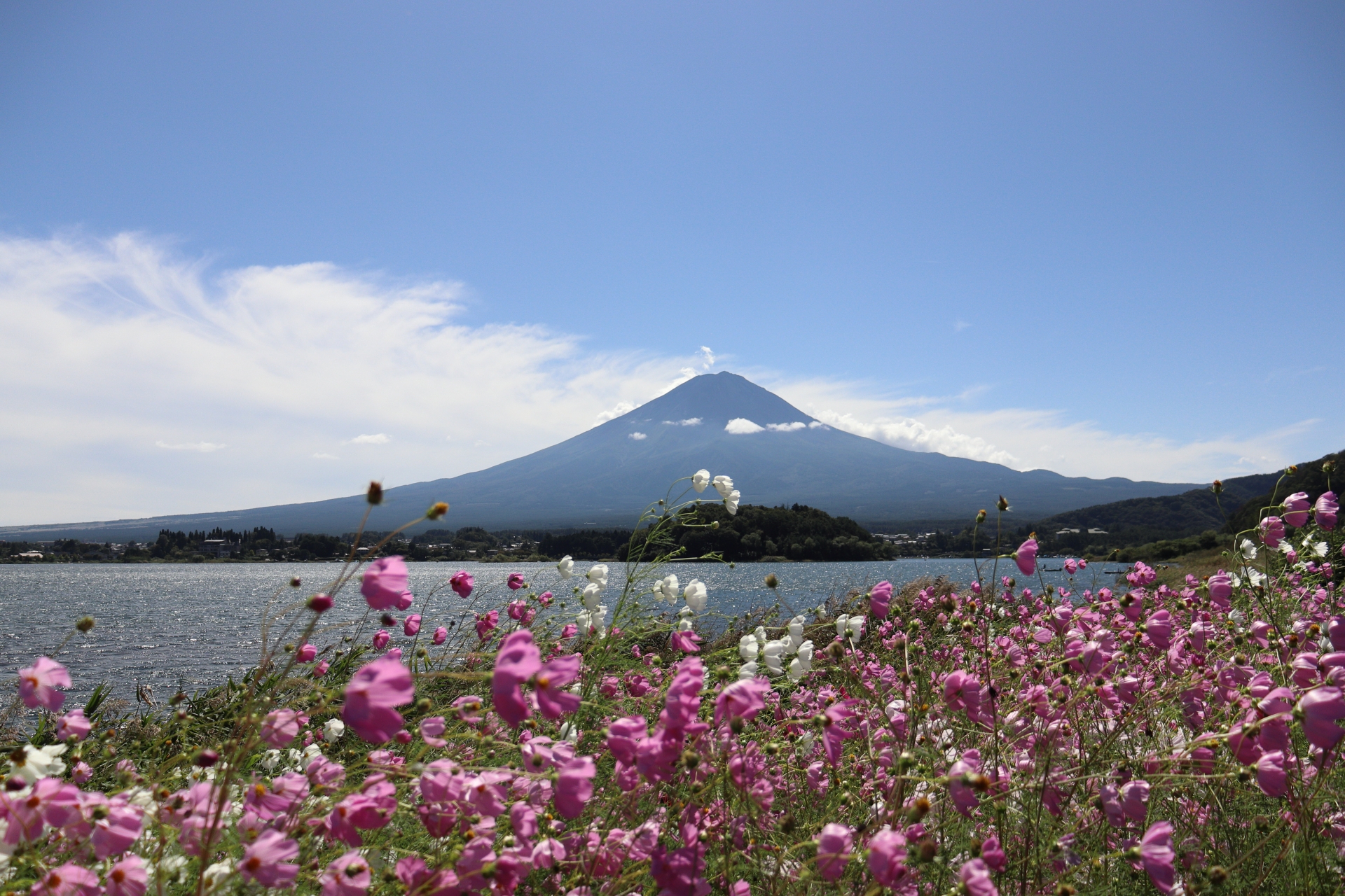 高級版富士山河口湖絕景一日遊！坐豪華巴士巡遊多個拍攝點，從不同角度欣賞令人震撼的富士山美景！包含神戶牛涮涮鍋（品川/新宿出發）