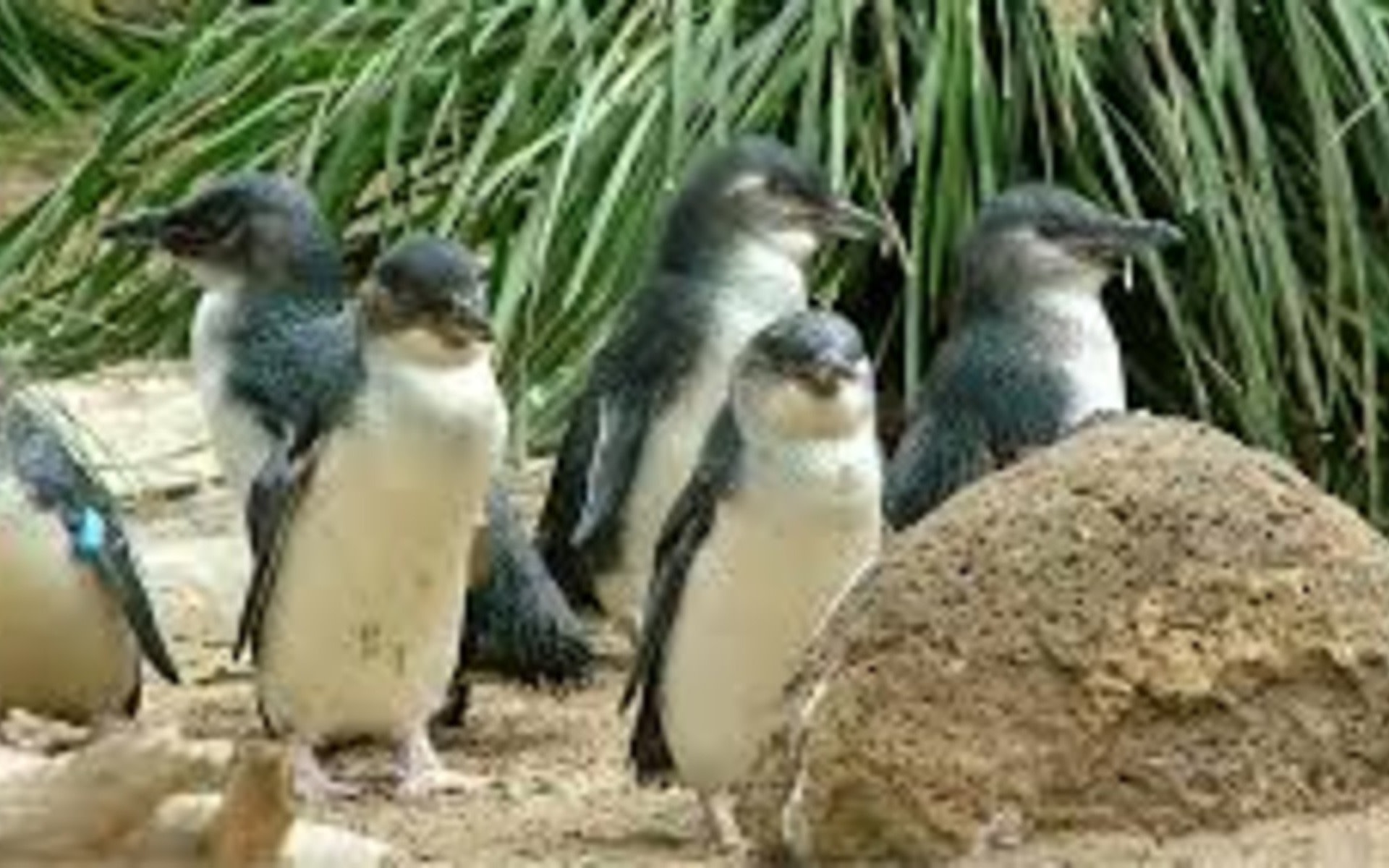 Melbourne Penguin & Wildlife TOUR-City OF Gold Rush BALLARAT TOUR
