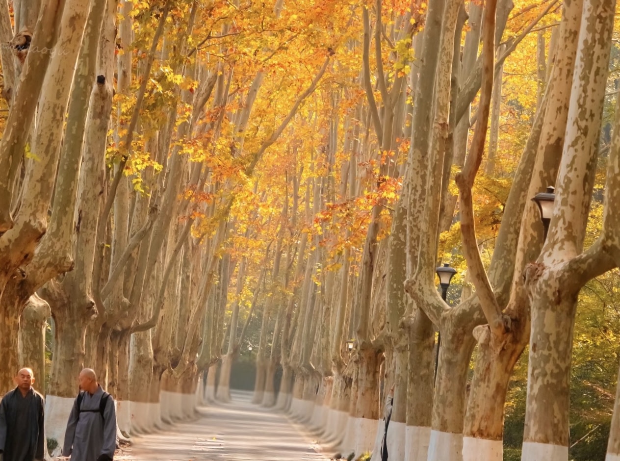 秋意漫過整條長街,將 “一句梧桐美,種滿南京城” 的浪漫,鋪成一眼望不到頭的溫柔 秋意漫過整條長街,將 “一句梧桐美,種滿南京城” 的浪漫,鋪成一眼望不到頭的溫柔