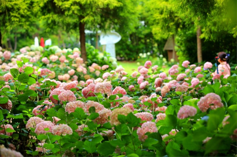 微風吹拂時，搖曳的花朵讓整個空間感覺更柔和、更平靜。